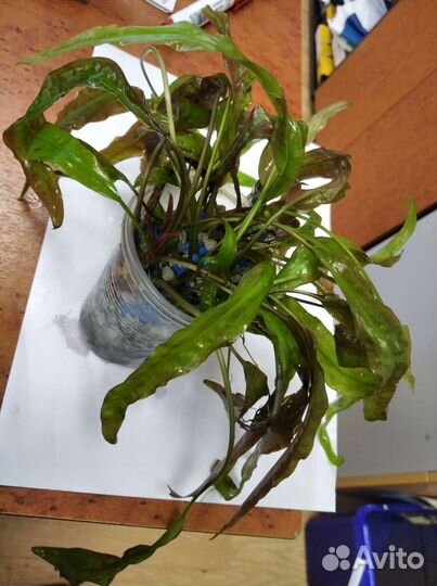 Криптокорина, лимонник растения аквариумные