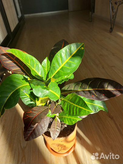 Комнатные цветы