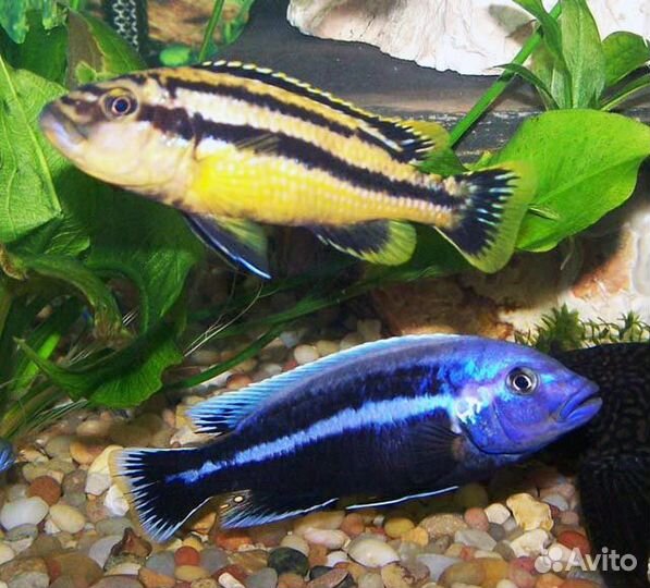 Мальки маловийских цихлид