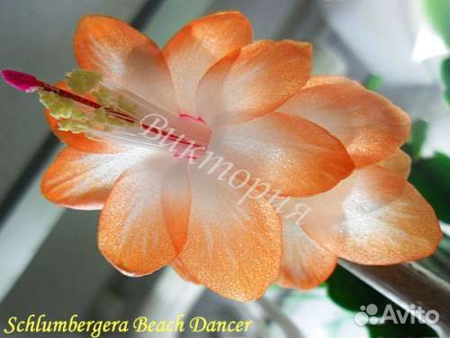 Декабрист шлюмбергера