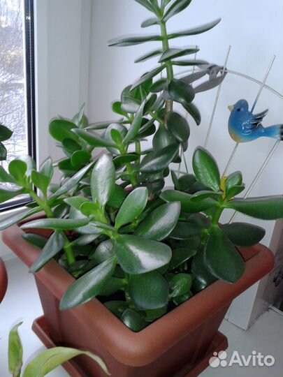 Домашние растения