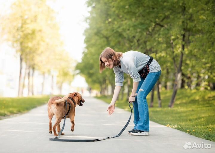 Маленькая собака в добрые руки