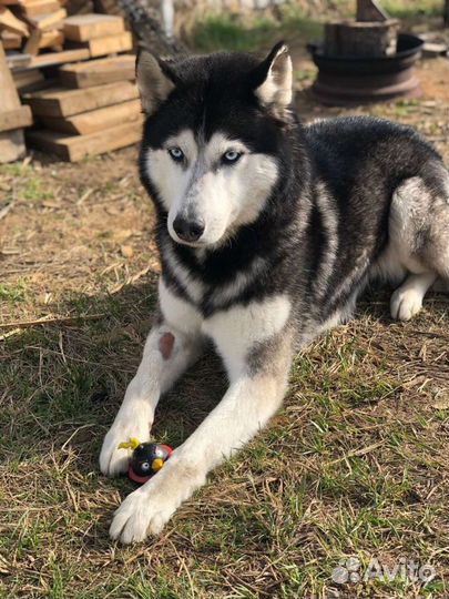 Сибирский хаски вязка