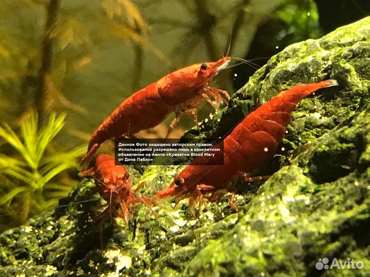 Креветки Blood Mary от Дона Пабло