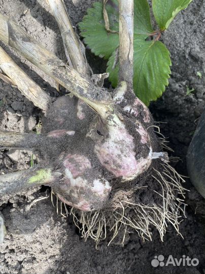 Чеснок семейный,Богатырь,Кавалер и др