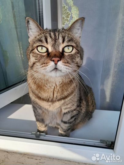 Передержка животных