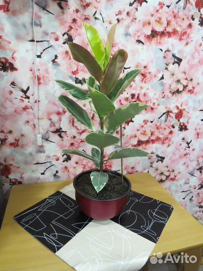 Фикус каучуконосный-тинеке