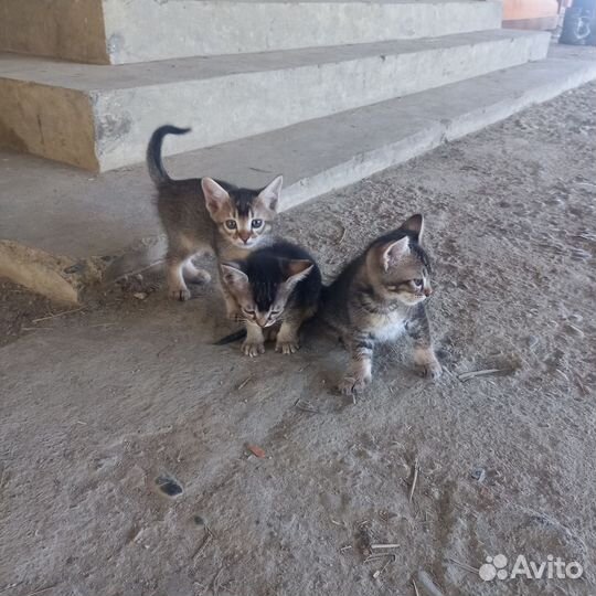 Котята в добрые руки приучены к лотку