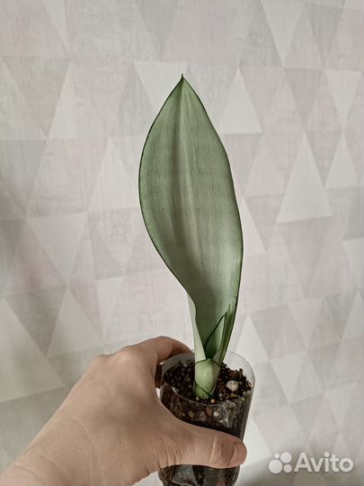Сансивьерии сортовые