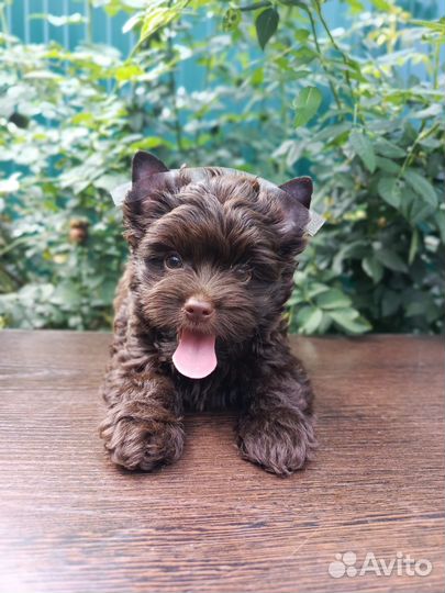 Шоколадная Красотка