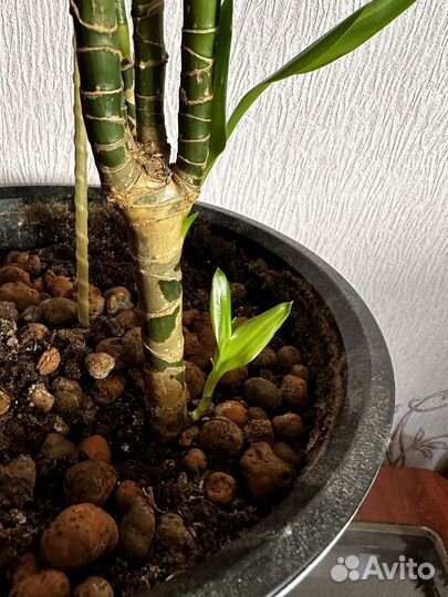 Пальма драцена