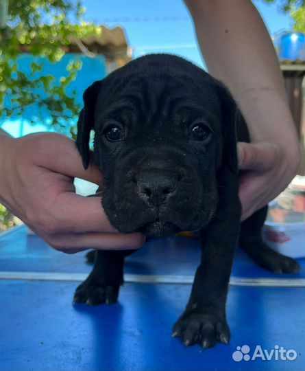 Щенки Кане-корсо