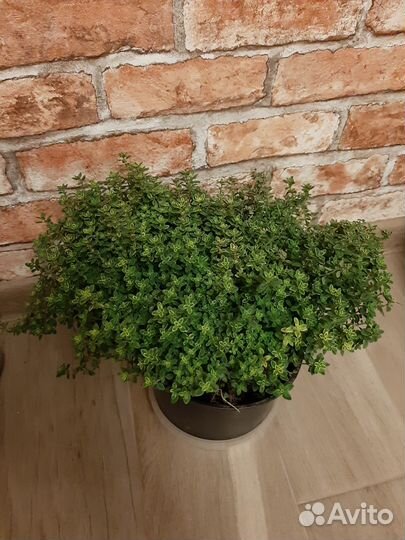 Тимьян ползучий