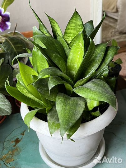 Сансевиерия