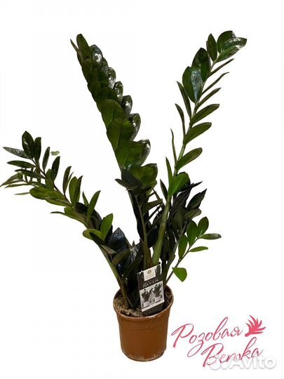 Замиокулькас Равен черный