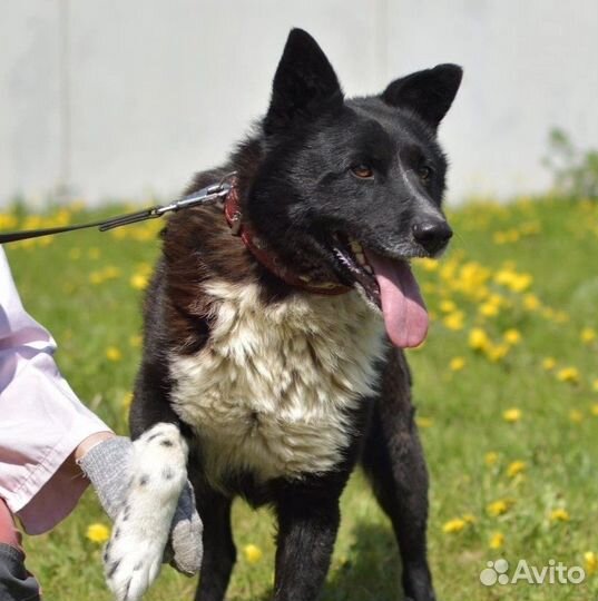 Красавец Джанго