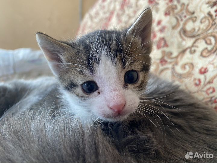 Котенок в добрые руки
