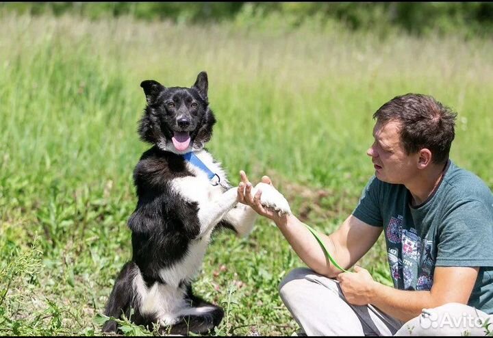 Чудесная улыбака в добрые руки