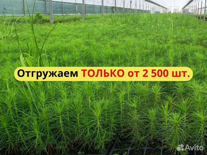 Сеянцы ели окс от производителя