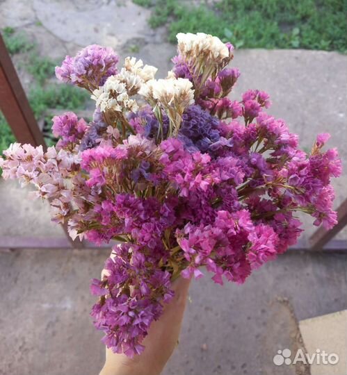 Статица. Сухоцвет