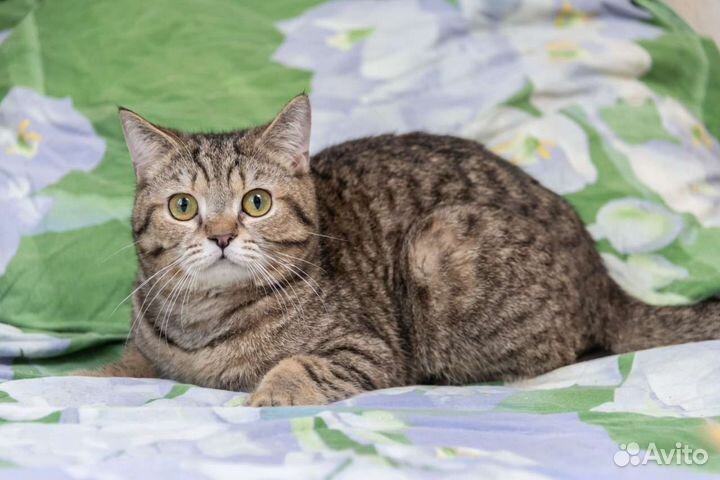 Кошки в добрые руки бесплатно