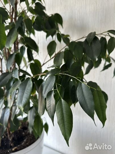 Фикус бенджамина большой