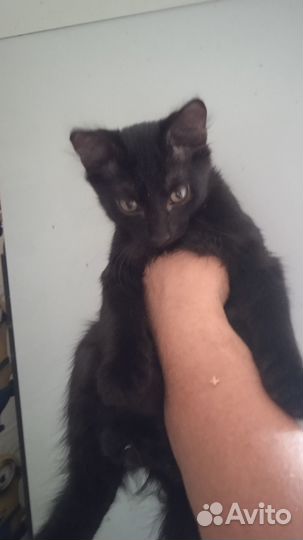 Маленький чёрный котик в добрые руки
