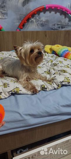 Йоркширский терьер вязка мальчик