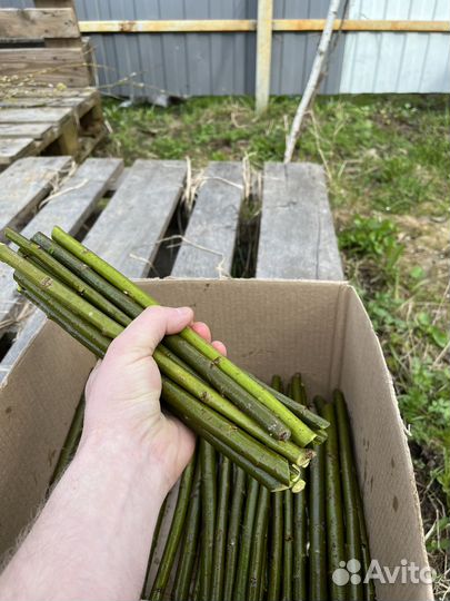 Ива сортовая черенки
