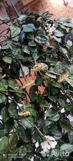 Редкие хойи.Davidcummingii