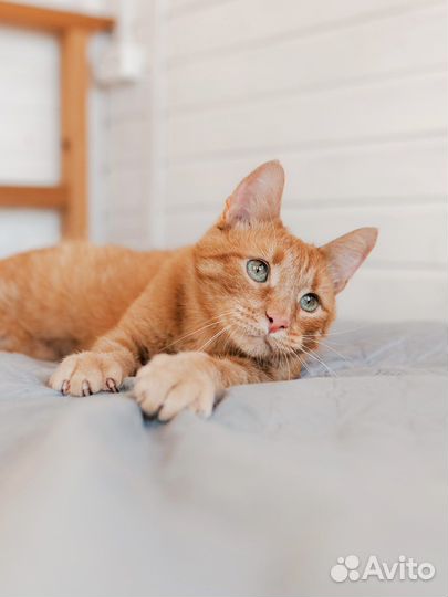Рыжий кот в добрые руки