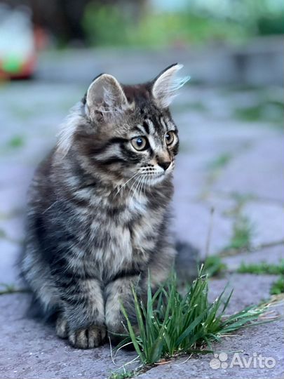 Котята в добрые руки бесплатно