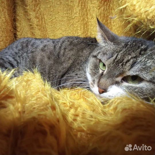 Европейская