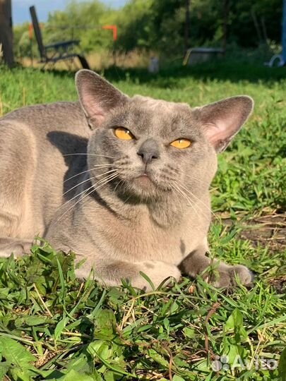 Бурма вязка