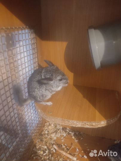 Продам шиншиллят