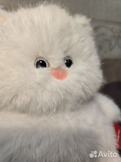 Котик из Питера