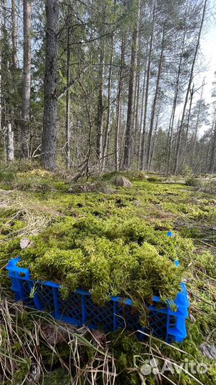 Мох, сфагнум свежий зеленый сразу из леса