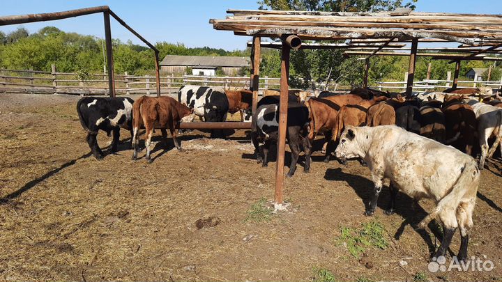 Бычки и быки