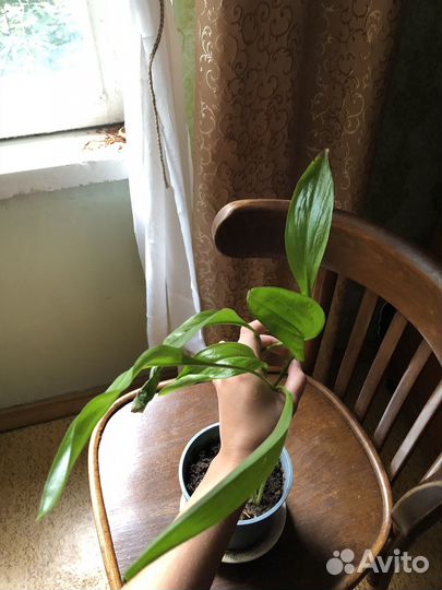 Комнатное растение обмен