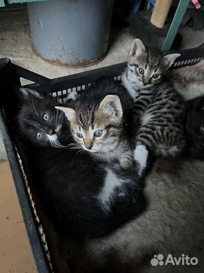 Котята в добрые руки 1 месяц