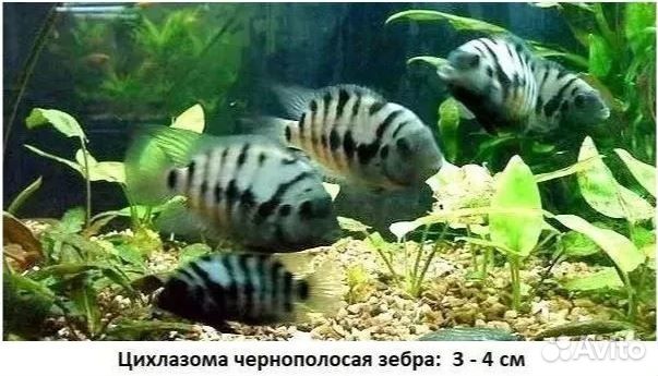 Аквариумные рыбки