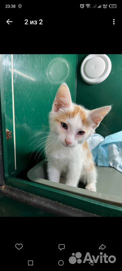 Котик в дар