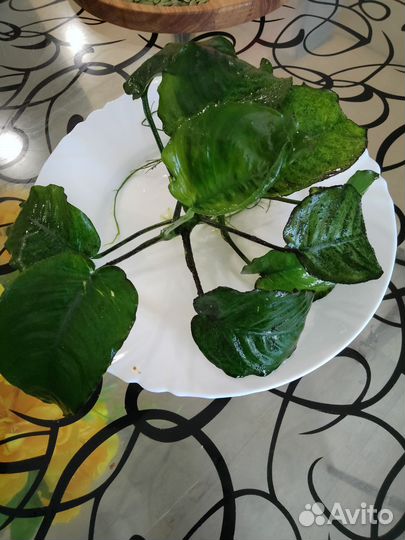 Растения для аквариума