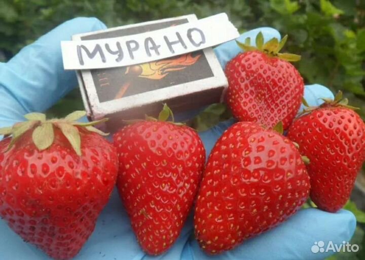 Клубника ремонтантная