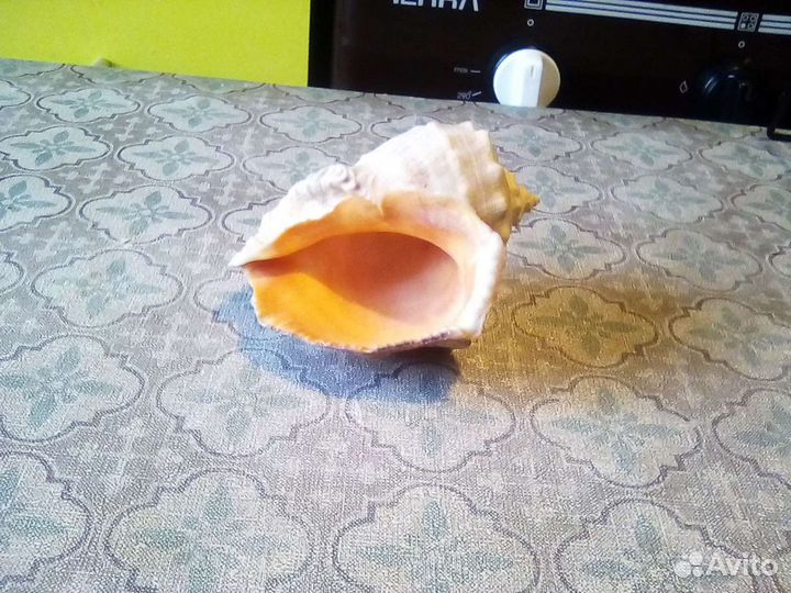 Ракушка рапана