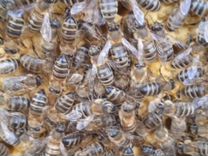 Пчелосемьи, рои, отводки