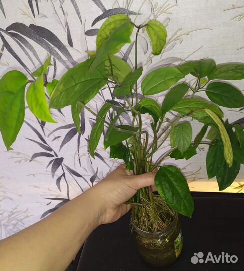 Клеродендрум томсона