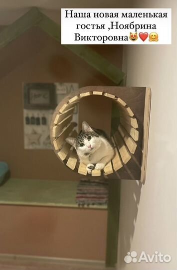 Зоогостиница для кошек