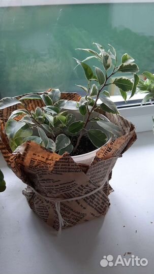 Фикус бенджамина