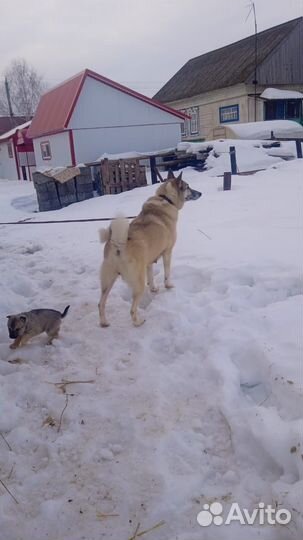 Щенки -Лайки